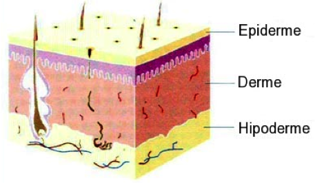 Epiderme-x-derme-x-hipoderme